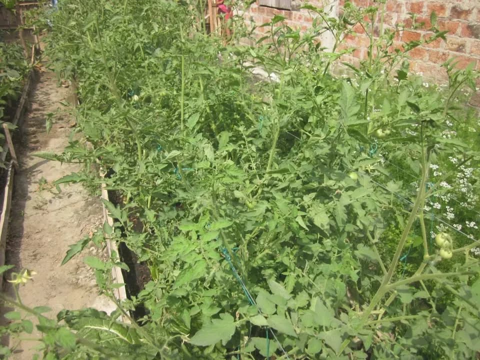 Cosecha en Santa Rosa